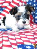 Biewer Yorkshire Terriers